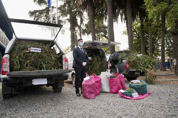 Incautan más de 1.500 plantas de cannabis en predio rural de Yungay