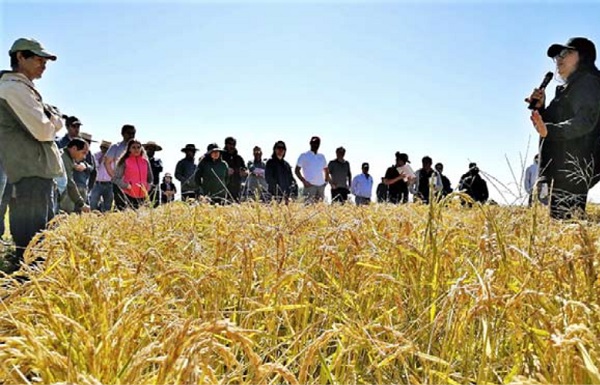 INIA presentó nuevas modalidades en cultivo de arroz ante la sequía