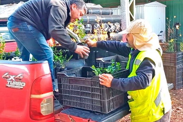 Con 28.000 árboles nativos reforestan diversos sectores de Ñuble
