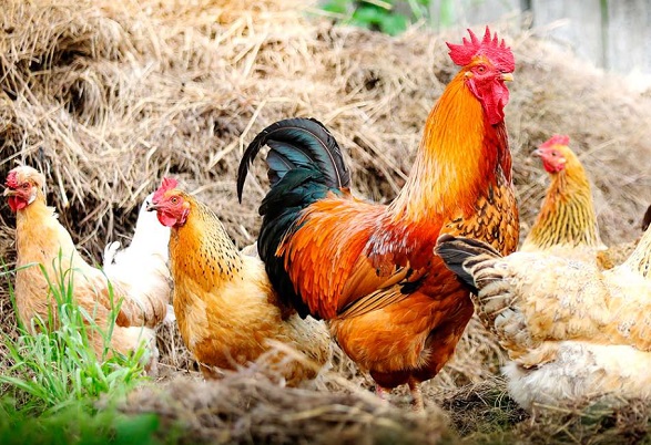 Abordaron implicancias de la influenza aviar en la avicultura de traspatio