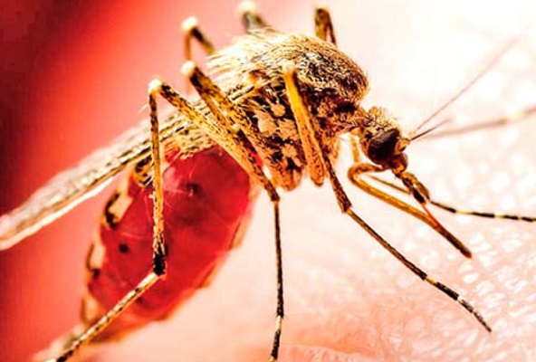 Alerta Sanitaria por mosquitos del Dengue, Zika y otros virus