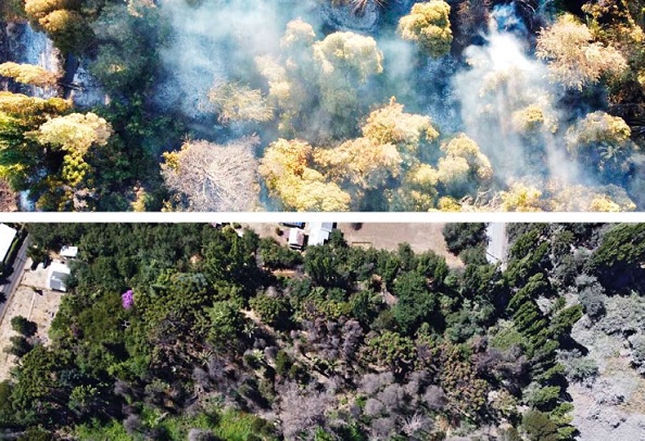 A 15 meses de incendio Prich es clave para la protección del bosque Parque Lantaño