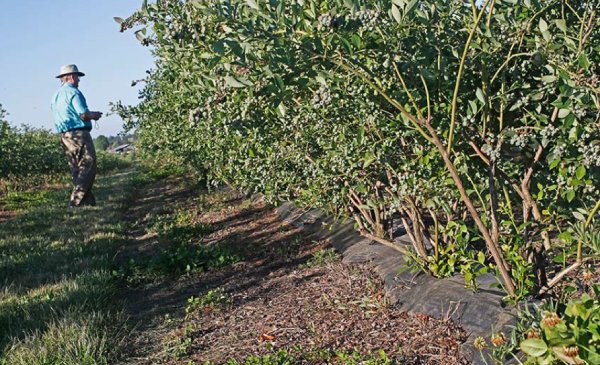 El 50% de la superficie frutícola quedaría fuera de la Ley de Riego