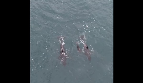 Reportan nuevo avistamiento de orcas en Cobquecura