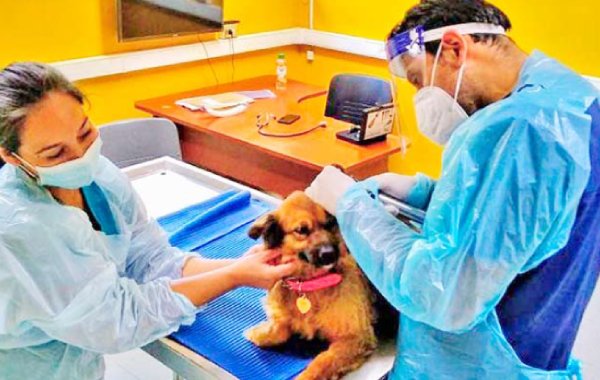 Veterinaria UdeC relanza en su versión 2023 programa radial en La Discusión