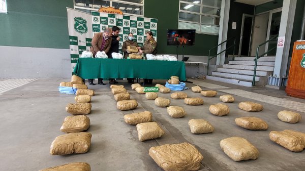 Con can "Holly" hallan 57 kilos de marihuana en vehículo fiscalizado en Pemuco