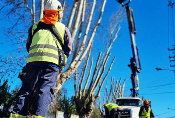 Un 70% de avance presenta el proceso de reemplazo y poda de árboles en Chillán