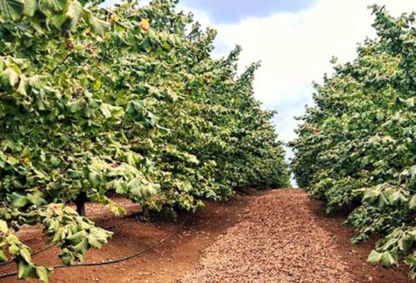 Productores de avellano tendrán taller para contrarrestar enfermedad que afecta producción