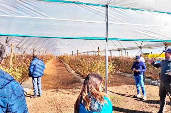 Congreso Latinoamericano de Berries reunió al sector productivo y a la academia