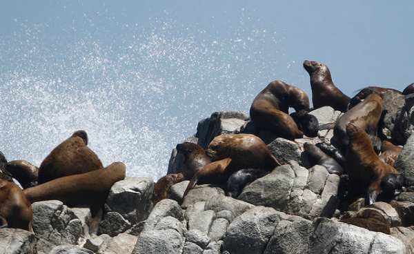 Alertan “corriente de chorro” y marejadas para Ñuble