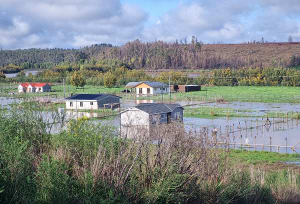 Cinco familias afectadas por inundaciones fueron rescatadas en Chillán