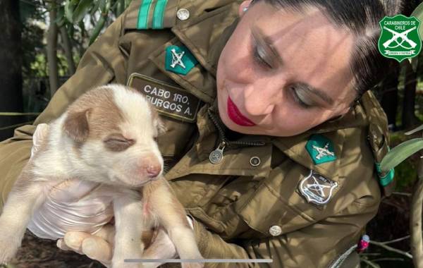 "Adopta un mejor amigo": inician campaña para cachorros rescatados en Chillán