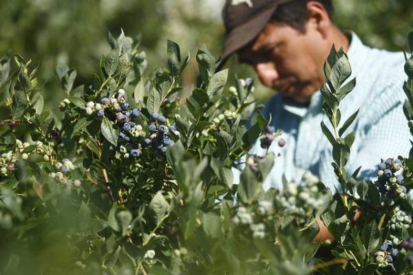 Productores de arándanos valoran mejores perspectivas de mercado y crédito especial para el recambio varietal