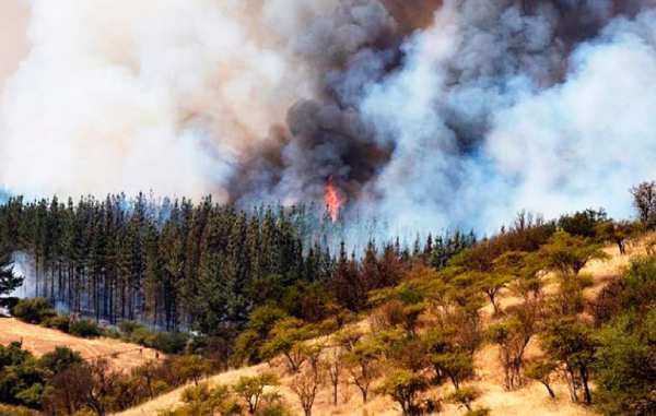 Megaincendios: Discuten sobre uso del fuego para eliminar material combustible