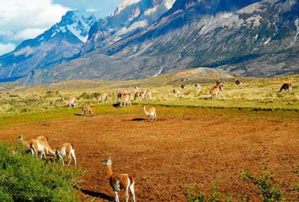 Denuncian que grupo chileno adquirió estancias patagónicas de Argentina infringiendo la ley