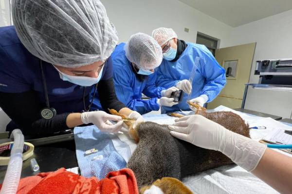 Centro de Rehabilitación de Fauna Silvestre UdeC realizó capacitación en bioseguridad