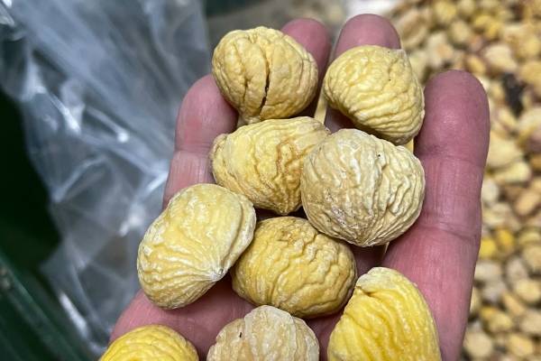 Empresa de Ñuble realiza primera exportación de castañas marrones a Turquía