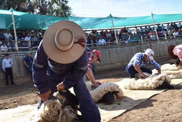 Concursos, feria, talleres y más en Fiesta de la Esquila en San Nicolás