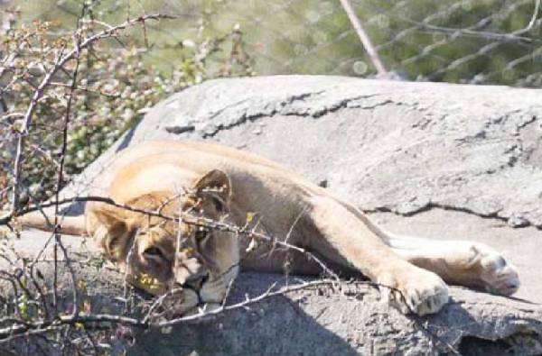 Bioparque Quillón recibirá nuevas especies tras cierre de zoológico en Los Ángeles