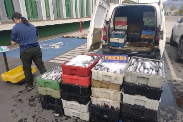 Sernapesca incauta más de mil kilos de merluza en Ñuble