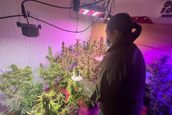 Un hombre y una mujer detenidos por cultivo de marihuana en sector oriente de Chillán
