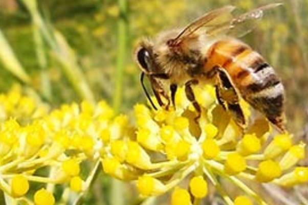 Sensores remotos impulsan la apicultura natural regenerativa