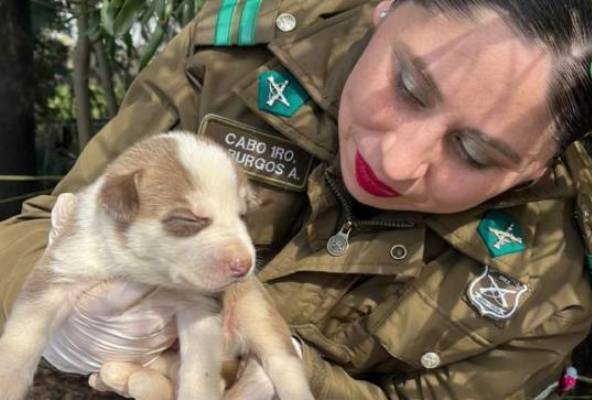 Carabineros busca hogar para cachorritos rescatados en Chillán