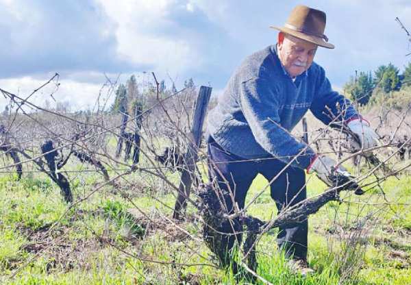 Viñateros advierten que la crisis de precios amenaza su viabilidad