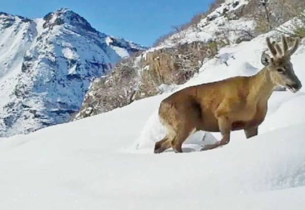 Avistan huemul macho con cámara trampa en la Reserva Ñuble