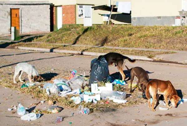 52 de 143 ataques registrados por mordedura de perros en Chillán afectaron a menores