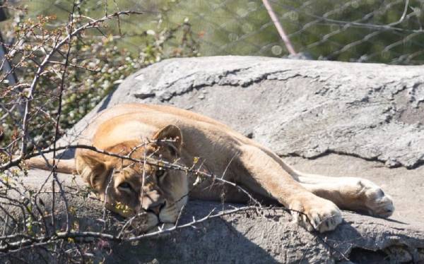 Bioparque Quillón recibirá nuevas especies tras cierre de zoológico en Los Ángeles