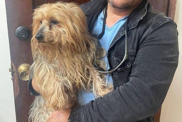 Rescatan en Chillán a mascota que era vendida por redes sociales