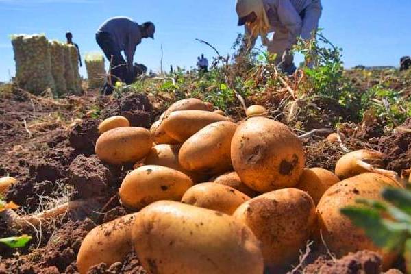Proyectan caída en precio de papa de guarda ante llegada de nueva cosecha