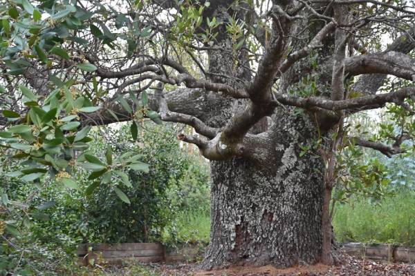 Realizan senderos educativos para la conservación del queule en Cobquecura