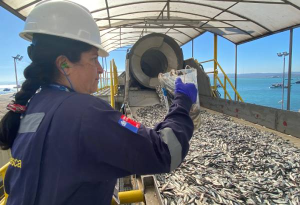 Levantan veda de sardina y anchoveta en Ñuble