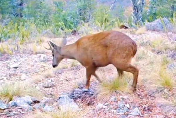 Nuevo avistamiento de huemules registran en la Reserva Nacional Ñuble