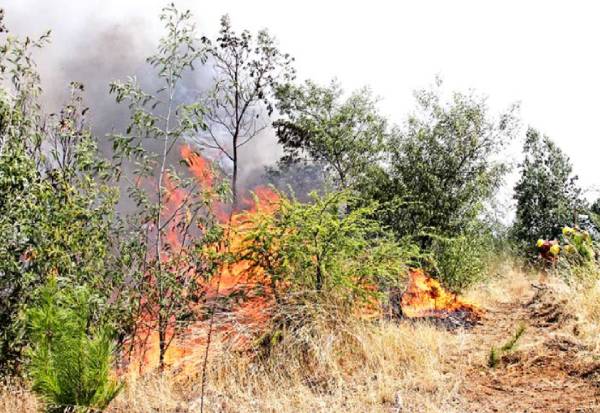 Ñuble presenta un 41,7% menos de incendios forestales