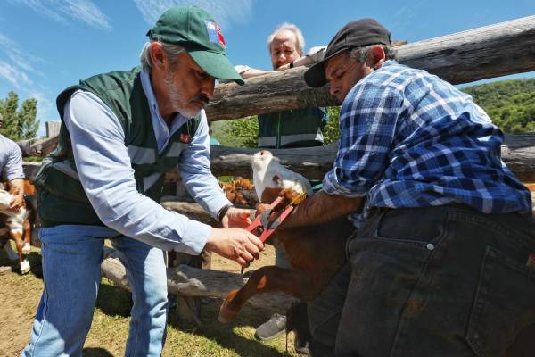 Pequeños ganaderos inician traslado de animales a la alta cordillera de San Fabián