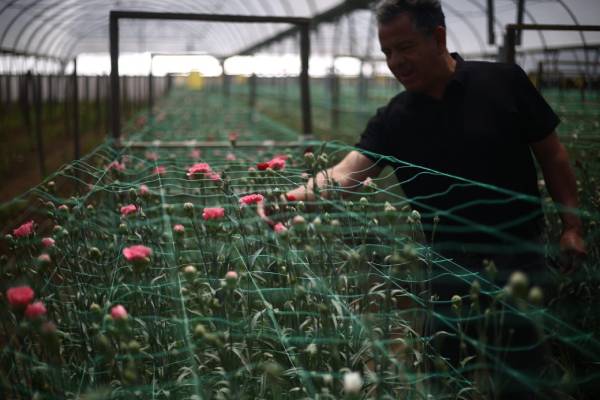 The slow awakening of flower production in Ñuble – La Discusión