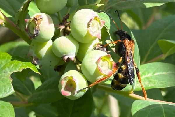 INIA busca revolucionar el control natural de plagas agrícolas y forestales mediante uso de Ecología Química