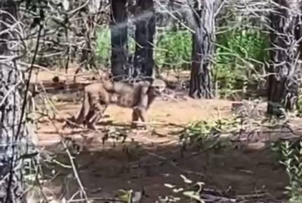 Avistan puma en el Salto del Itata de la comuna de Yungay