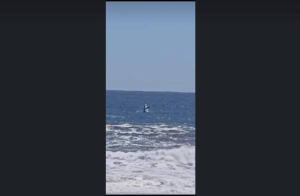 Reportan avistamiento de ballena en Cobquecura