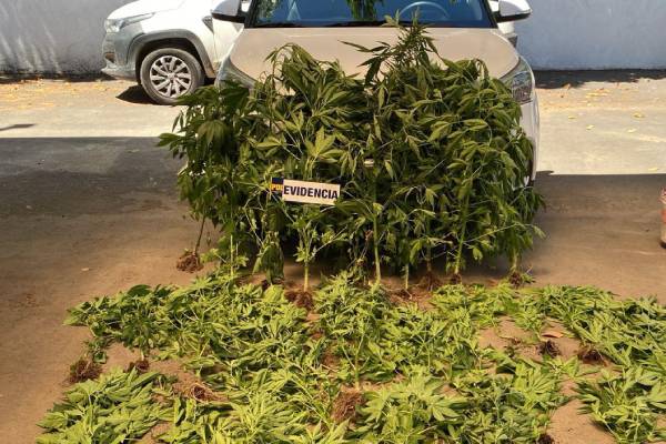 Cultivo y venta ilegal de cannabis deja dos detenidos en San Carlos
