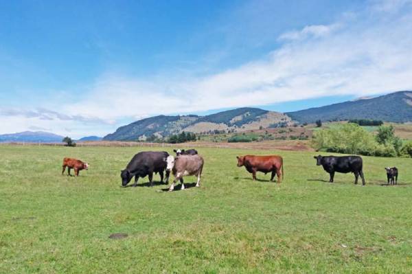 Investigación UdeC desarrolla vacuna multivalente para el virus de la diarrea viral bovina