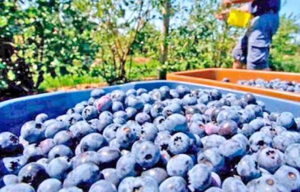 Actualización de la ley de migraciones: ¿Podría afectar al Agro de Ñuble?