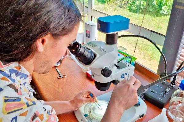 Nuevas especies de garrapatas de Pakistán y Chile fueron identificadas por experto de Veterinaria UdeC