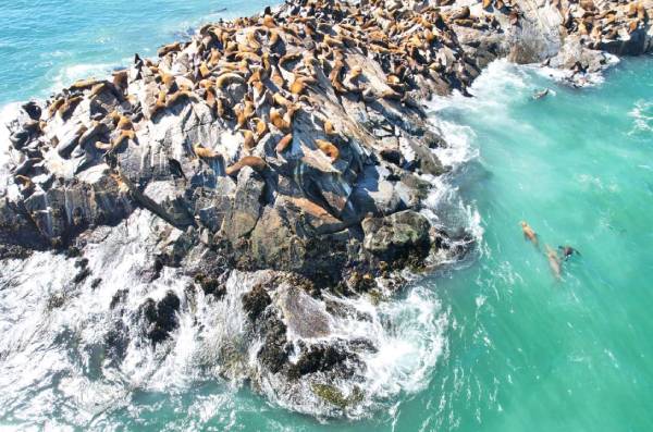 Proyecto de Cobquecura gana concurso nacional para proteger el ecosistema marino costero