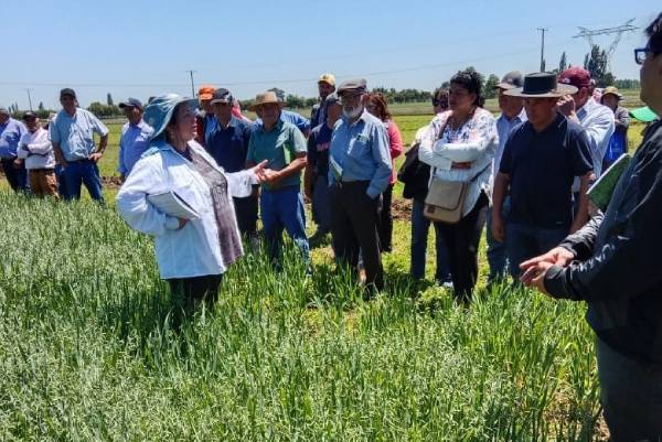 Nueva variedad de alfalfa revolucionará la ganadería – La Discusión