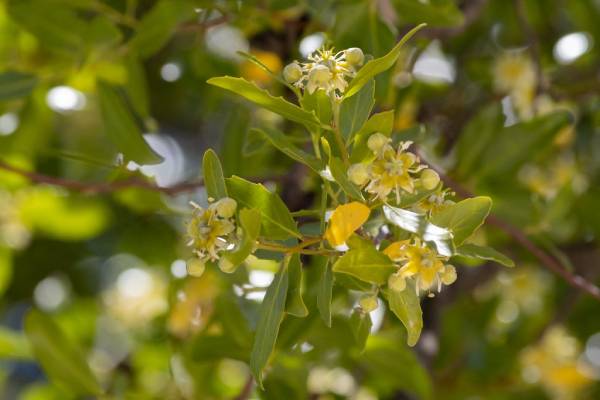 Estudio UdeC muestra efectos del cambio climático en la alimentación de las abejas y su miel
