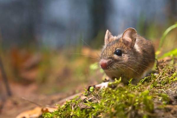 Seremi de Salud confirma quinto caso de Hantavirus en Ñuble